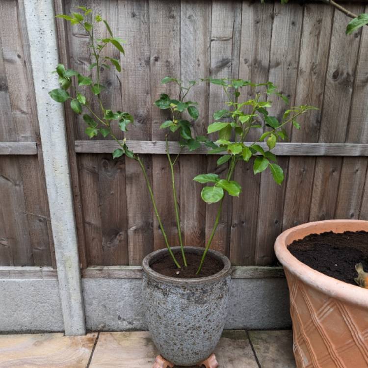 plant image 1719525