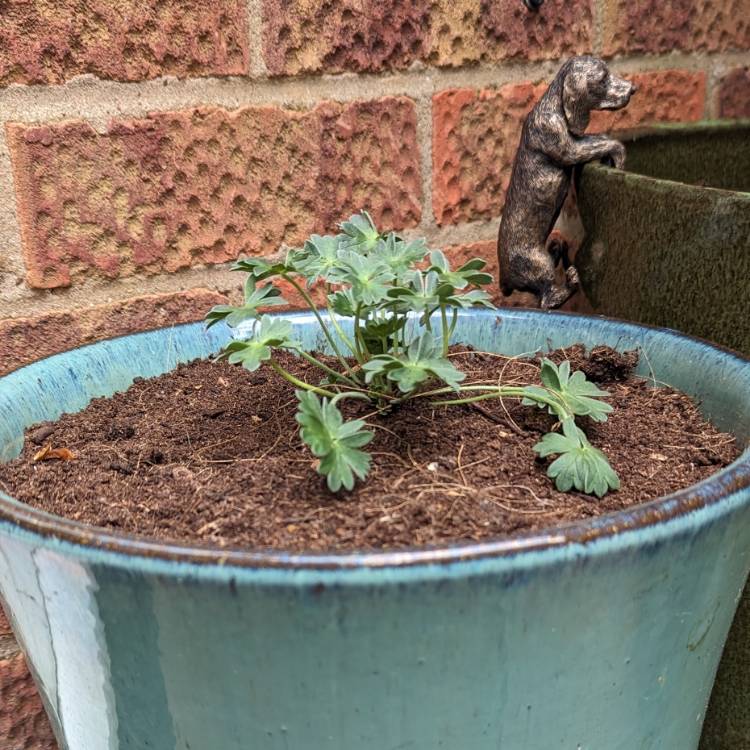 plant image 1719554