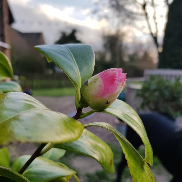Plant image Camellia japonica 'Nuccio's Jewel'