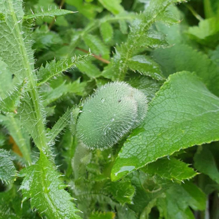 plant image 1032197