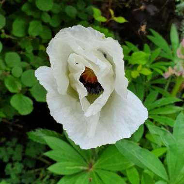 Papaver 'Royal Wedding'