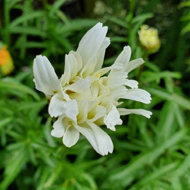 plant image 1113445