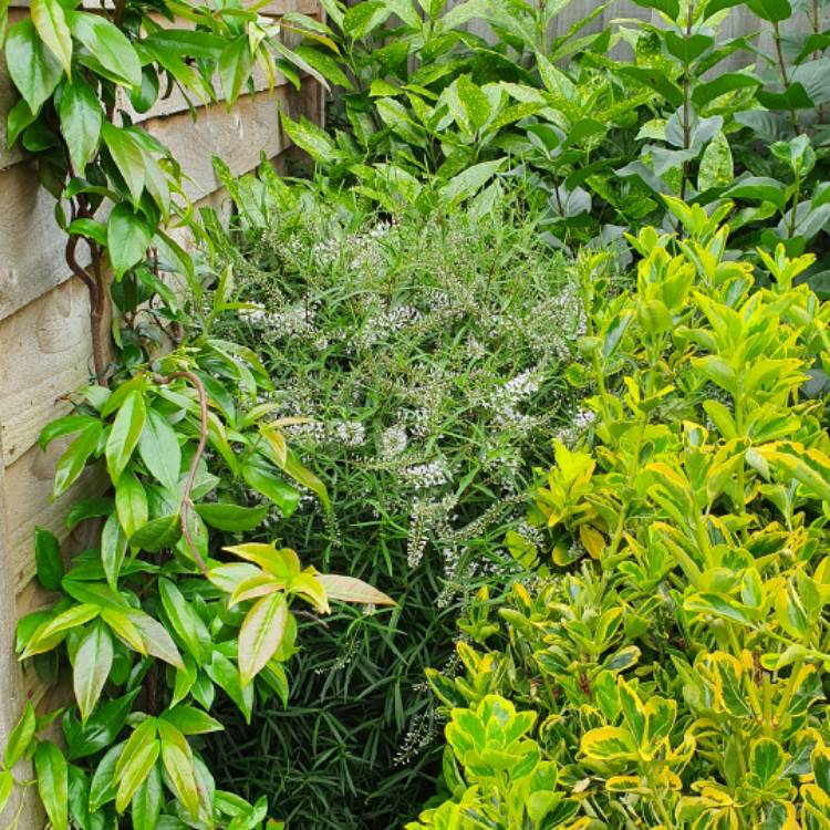 Plant image Hebe 'Midsummer Beauty'
