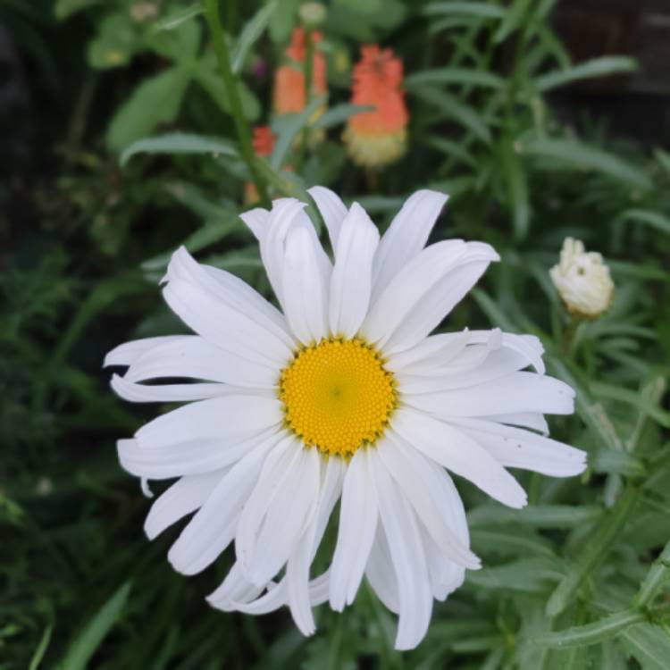Plant image Leucanthemum 'Lagrande'