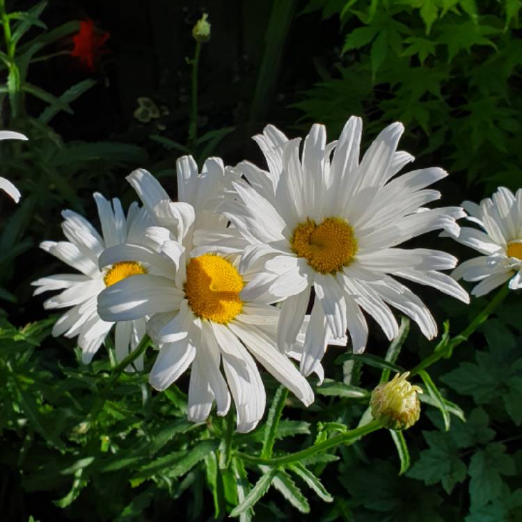 plant image 1122753