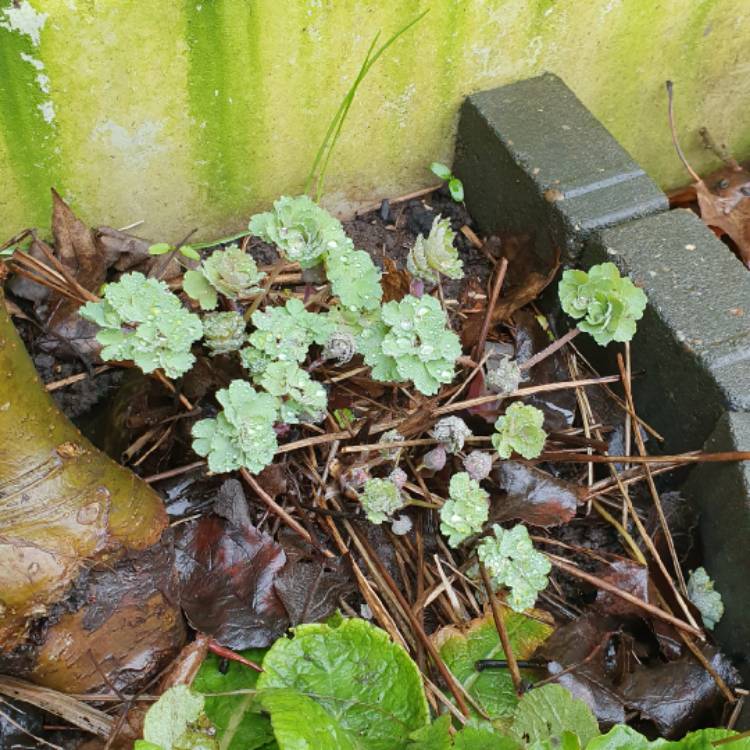 plant image 1222398 plant image 1222398