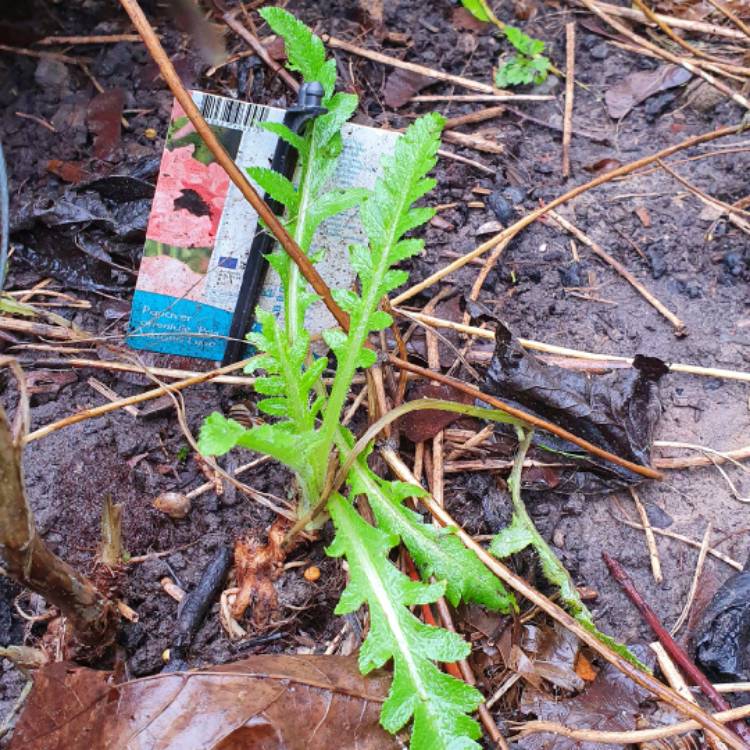 plant image 1222399