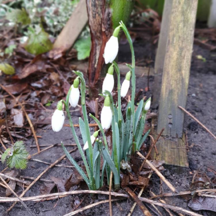 plant image 1222400