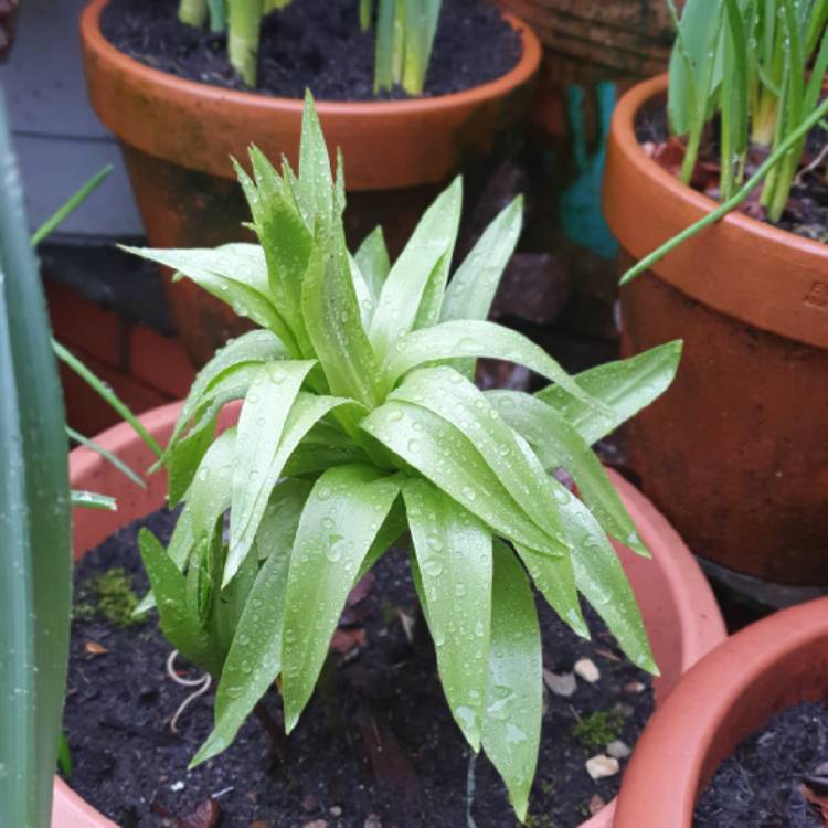 plant image 1236710 plant image 1236710