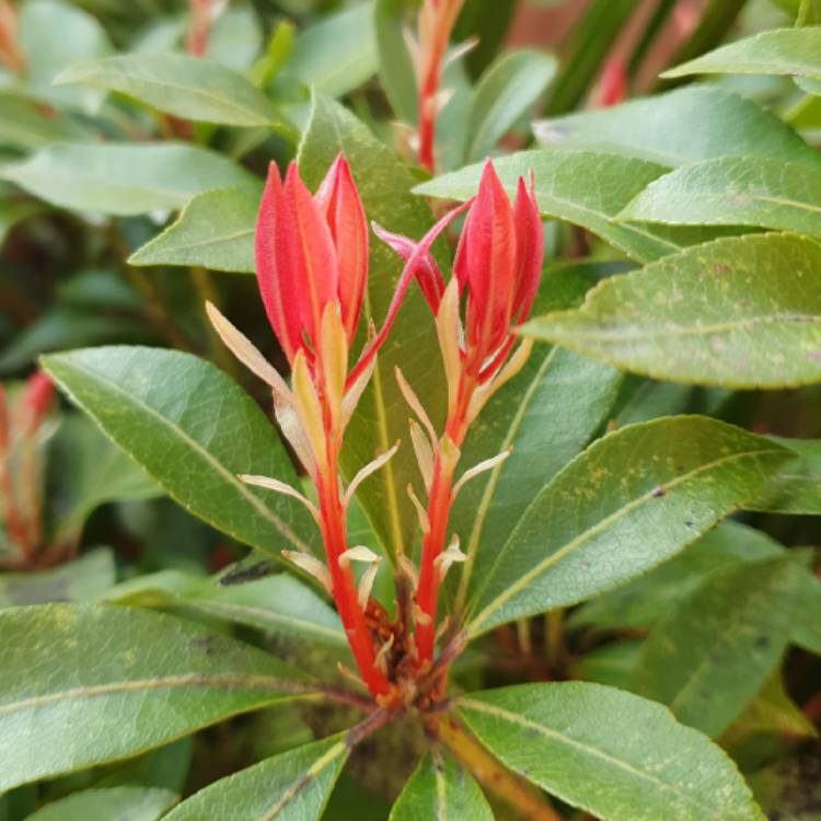 Plant image Pieris japonica 'Carnaval'