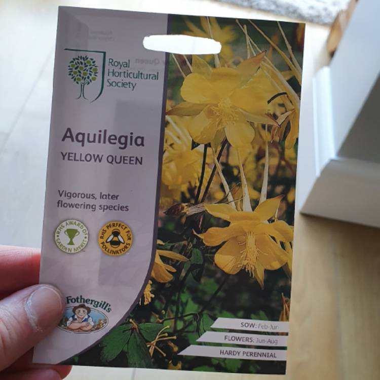 Plant image Aquilegia 'Yellow Star' (Star Series)