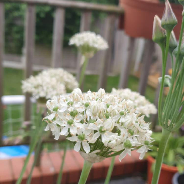 Plant image Allium 'Silver Spring'