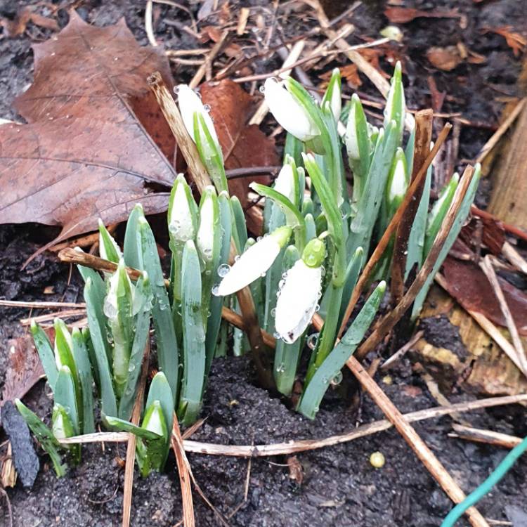 plant image 1433041