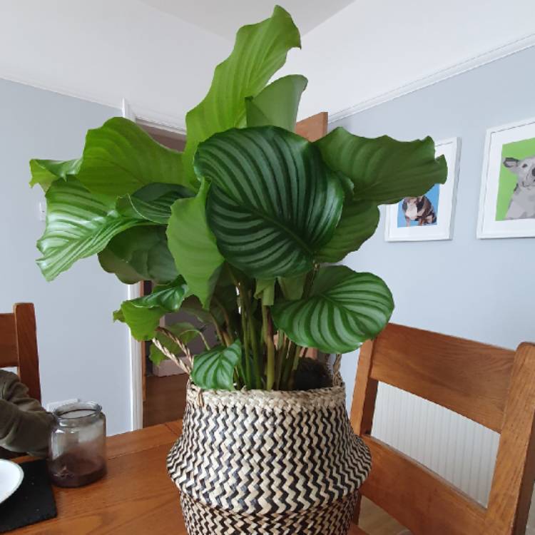 Plant image Calathea Albertii syn. Maranta albertii ; Calathea glaziovii