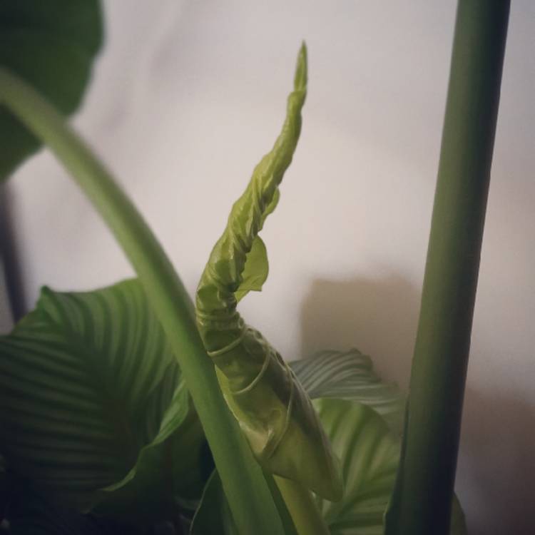 Plant image Alocasia boa syn. Alocasia 'Boa'