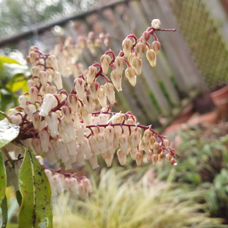Plant image Pieris japonica 'Carnaval'