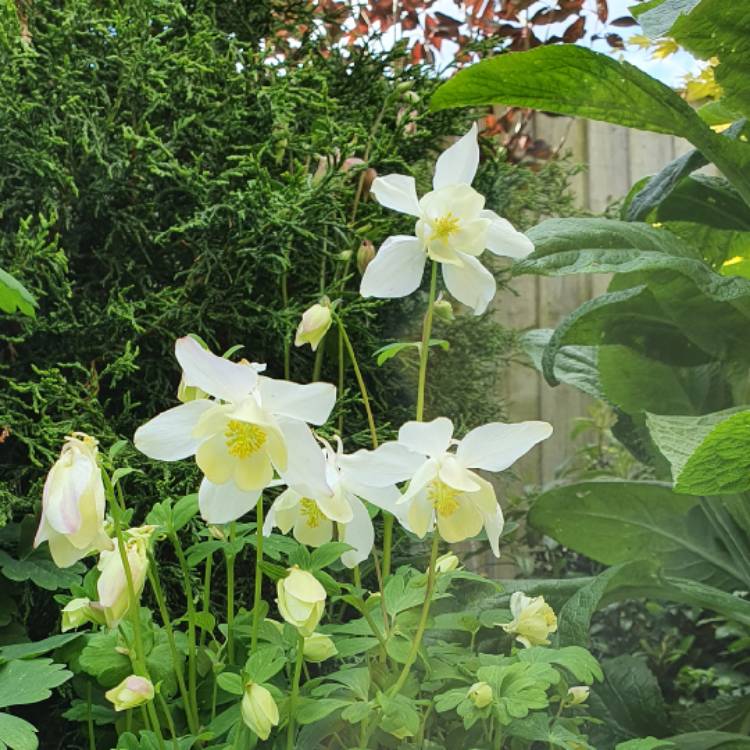 plant image 1485522