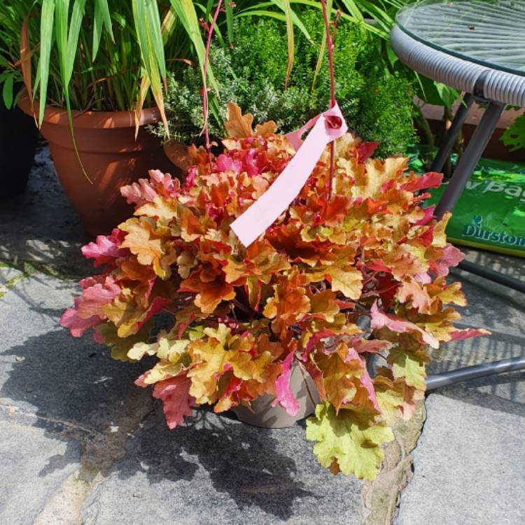 Plant image Heuchera 'Autumn Leaves'
