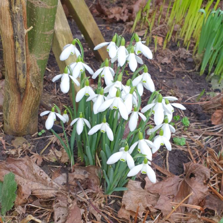 plant image 1560165