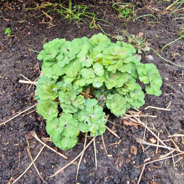 plant image 1564999 plant image 1564999