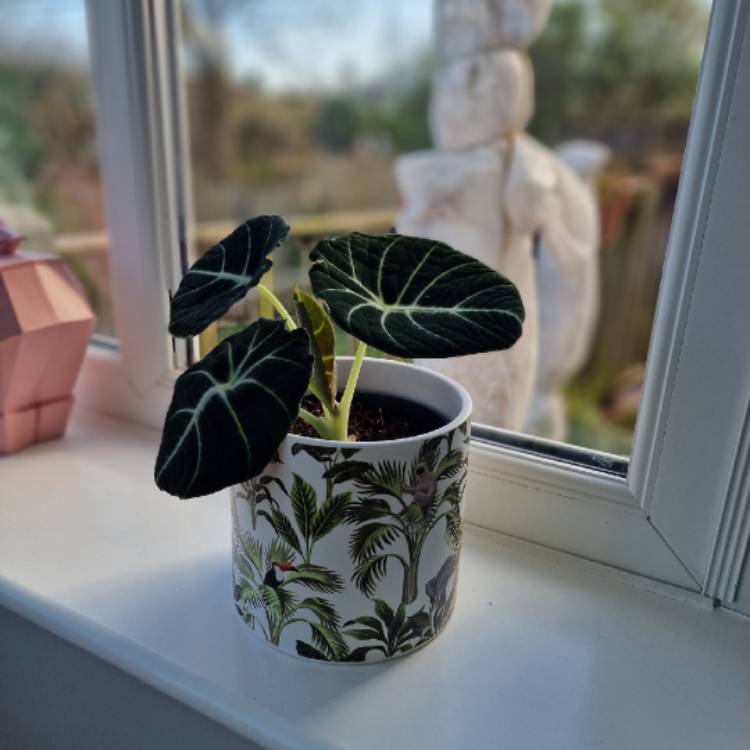 Plant image Alocasia ‘Black Velvet'