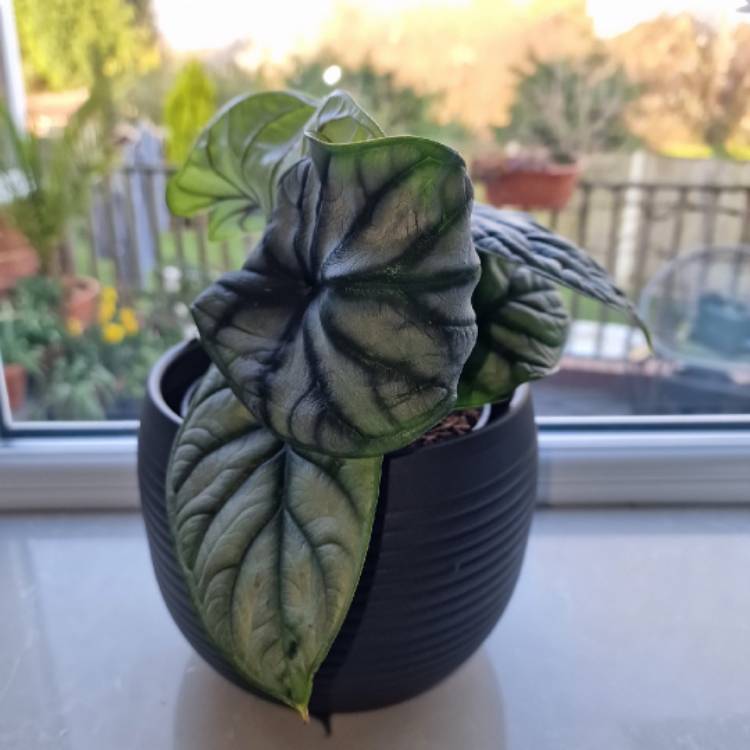 Plant image Alocasia 'Silver Dragon'