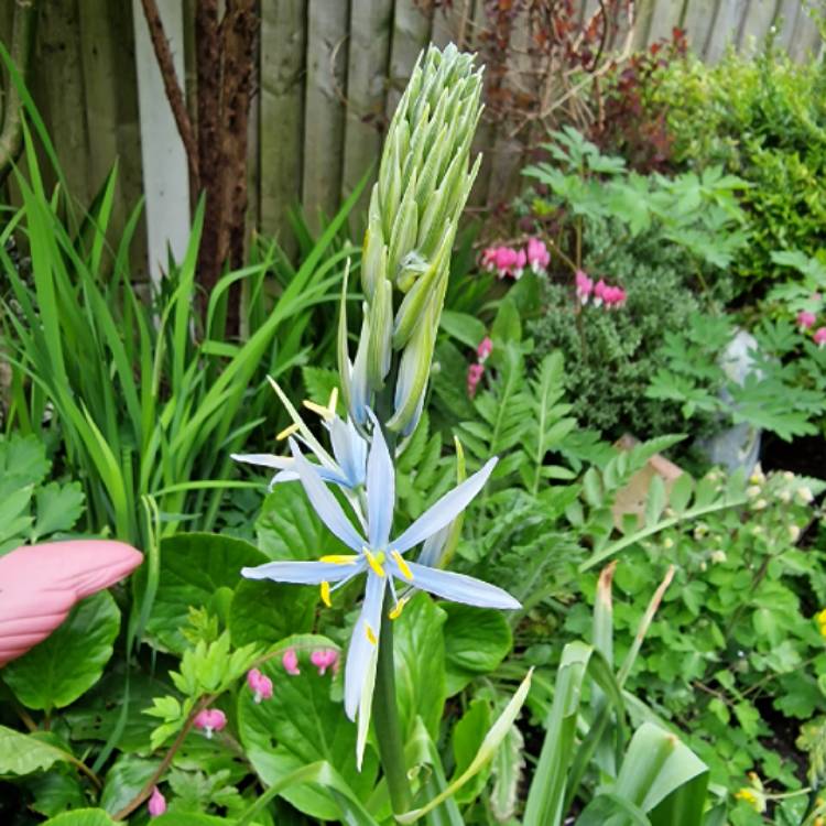 plant image 1581703