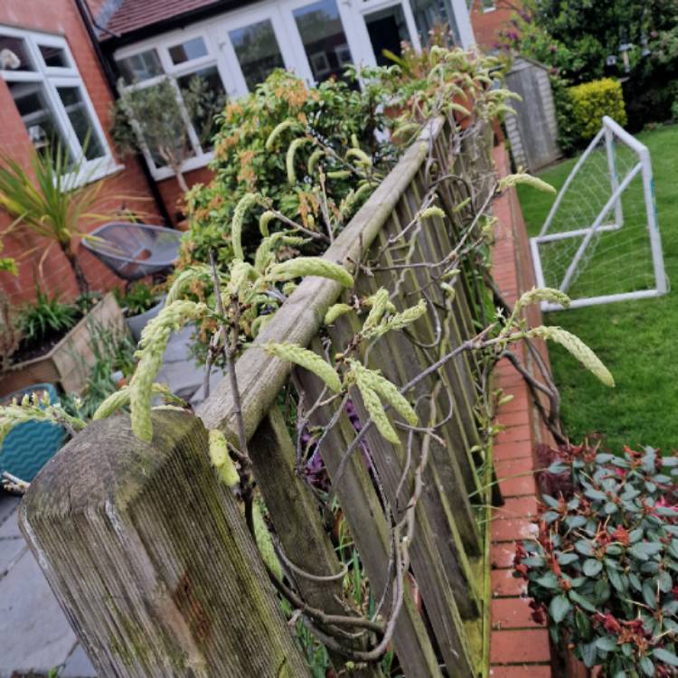 plant image 1582305