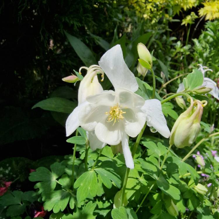 plant image 1585709