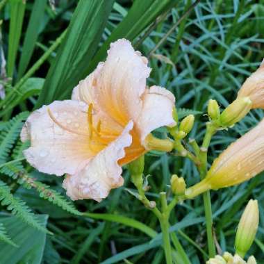 Daylily 'Mini Pearl'