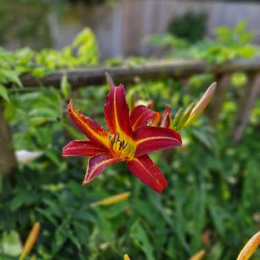 Daylily 'Arriba'