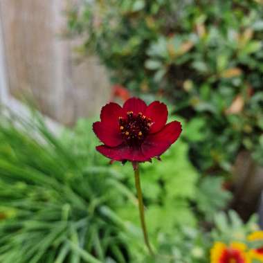 Chocolate Cosmos