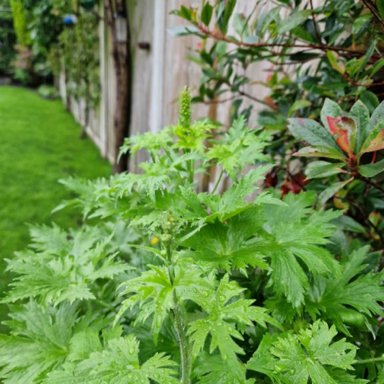 plant image 1681178