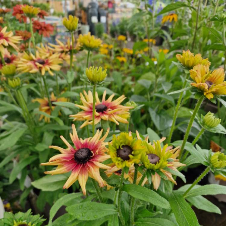 plant image 1682650
