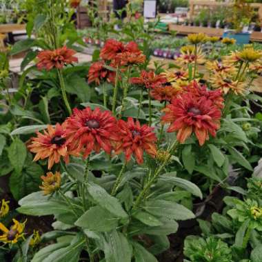 Coneflower (Rudbeckia)