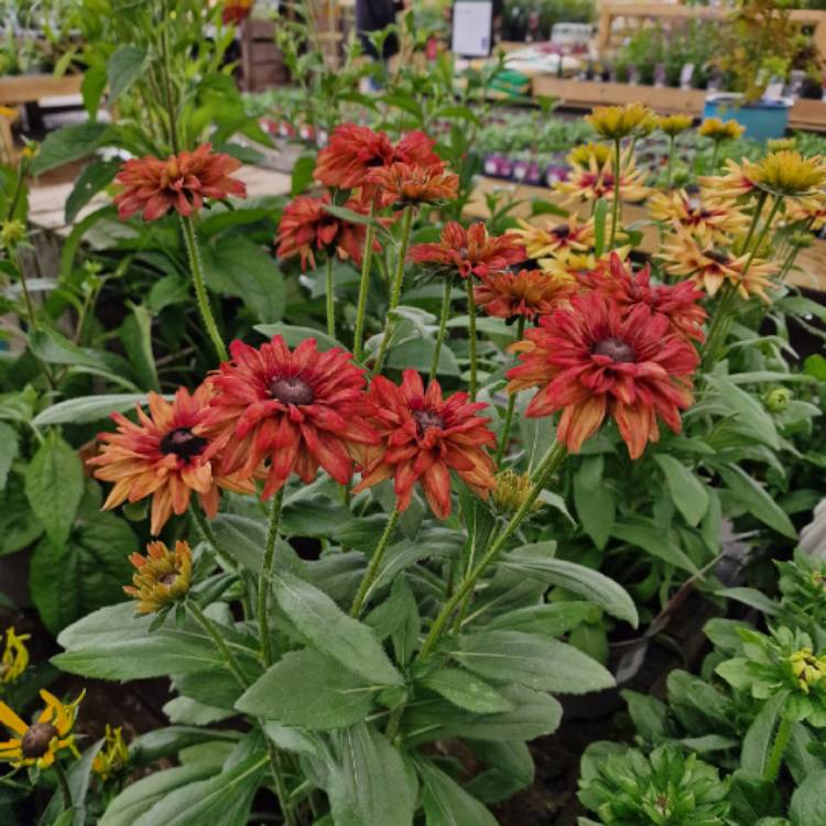 plant image 1682651