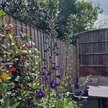Delphinium 'Aurora Deep purple'