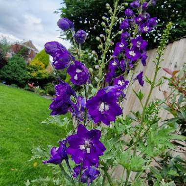 Delphinium 'Aurora Deep purple'