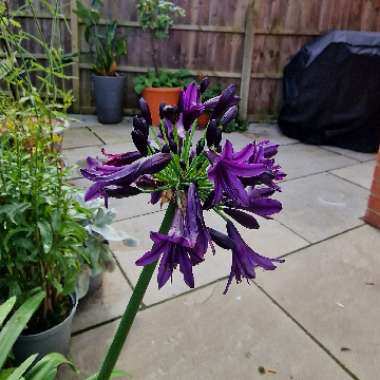 African Lily