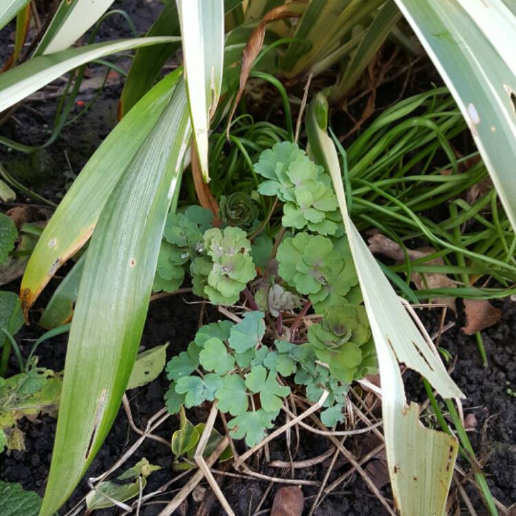 plant image 323557 plant image 323557