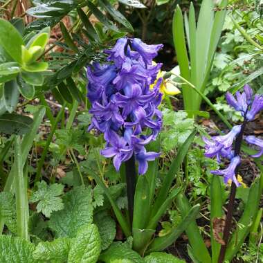 Hyacinthus orientalis 'Blue Jacket'