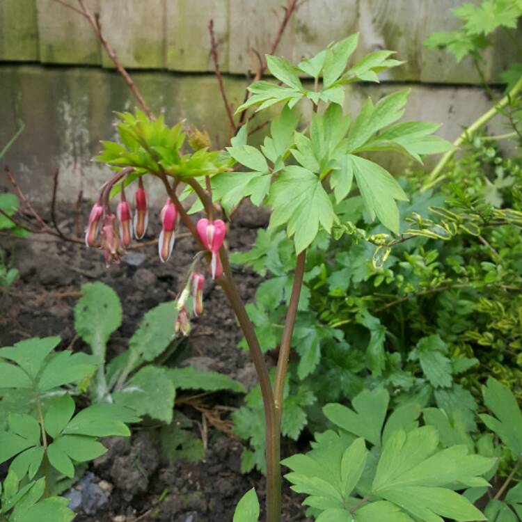 plant image 346433