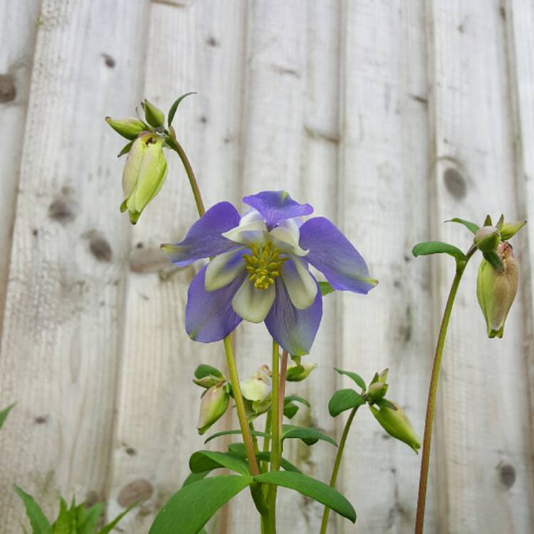 plant image 372973 plant image 372973