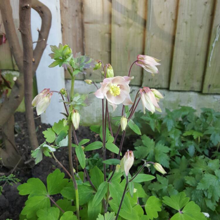 plant image 385328 plant image 385328