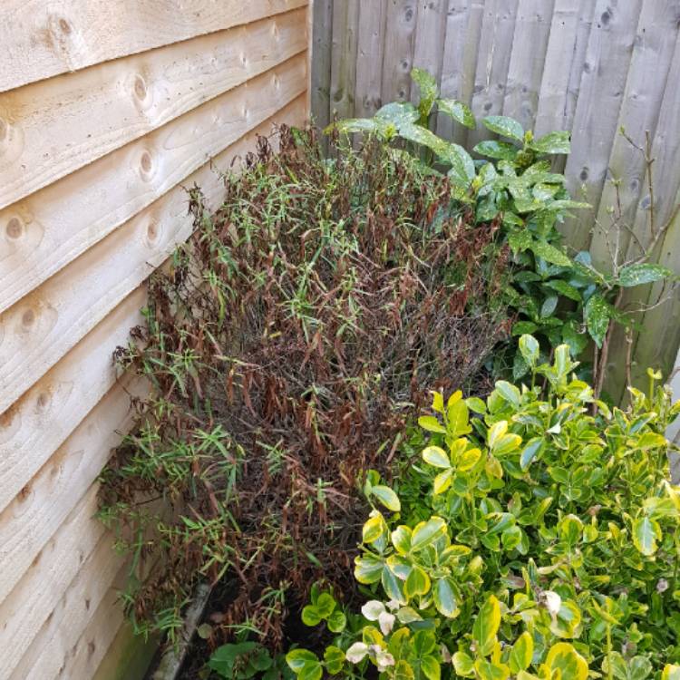 plant image 653232