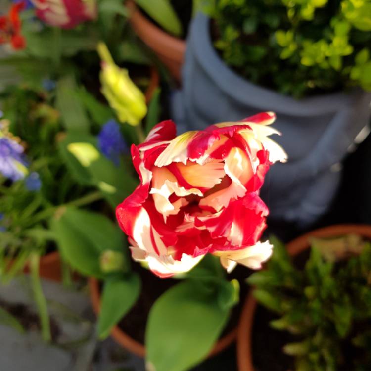 plant image 683814 plant image 683814