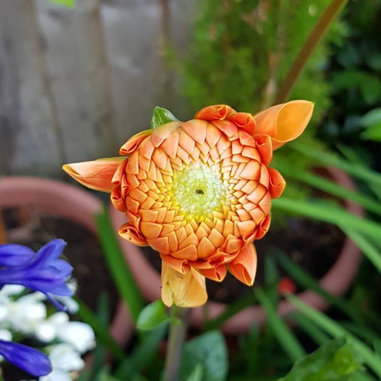 plant image 794438