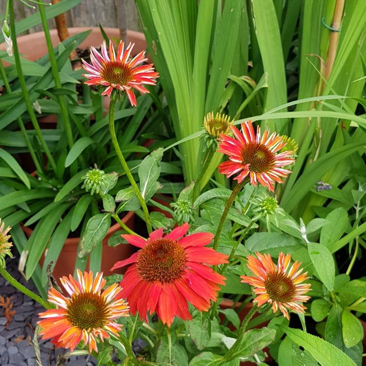 plant image 820321