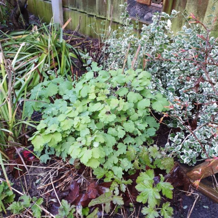 plant image 961345 plant image 961345