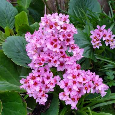 Bergenia 'Morgenrote' syn. Bergenia 'Morning Red'